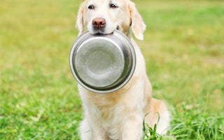Rezept: Kartoffelsalat für Hunde - haustidepoterkost.com