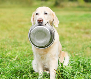Rezept: Kartoffelsalat für Hunde - haustidepoterkost.com