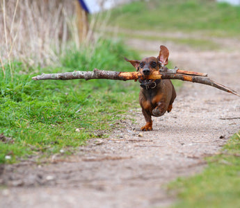 Kann man auch kleine Hunde BARFEN? - haustidepoterkost.com