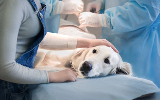 Hund nach OP – was nun? - haustidepoterkost.com