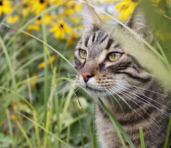 Katze: Wellness für die Samtpfote - haustidepoterkost.com