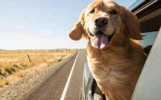 Hund im Auto: Hitze wird schnell gefährlich - haustidepoterkost.com