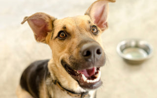 Mundgeruch bei Hunden: Ursache und Bekämpfung - haustidepoterkost.com