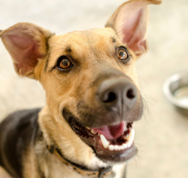 Mundgeruch bei Hunden: Ursache und Bekämpfung - haustidepoterkost.com