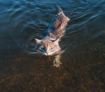 Katze abkühlen im Sommer: das hilft - haustidepoterkost.com