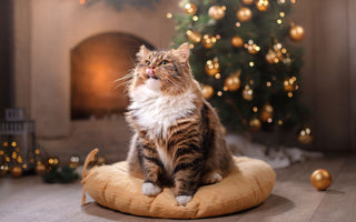 Weihnachtsgeschenke für Katzen: unsere Ideen - haustidepoterkost.com