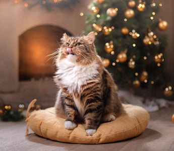Weihnachtsgeschenke für Katzen: unsere Ideen - haustidepoterkost.com