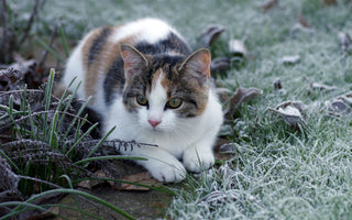 Freigängerkatze: Hilfe im Winter - haustidepoterkost.com