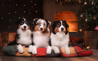 Weihnachtsgeschenke für Hunde - haustidepoterkost.com