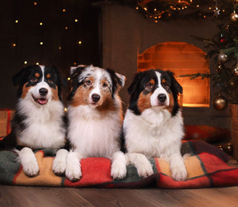 Weihnachtsgeschenke für Hunde - haustidepoterkost.com