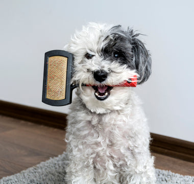 Fellpflege beim Hund: darauf kommt es an - haustidepoterkost.com