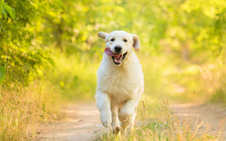 Trainingswurst für den Hund: Mit Leckerlis trainieren - haustidepoterkost.com