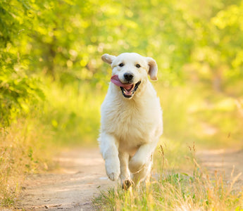 Trainingswurst für den Hund: Mit Leckerlis trainieren - haustidepoterkost.com