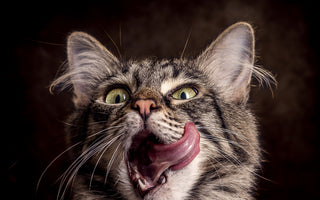 Zahnpflege Katze: Zähne richtig putzen - haustidepoterkost.com