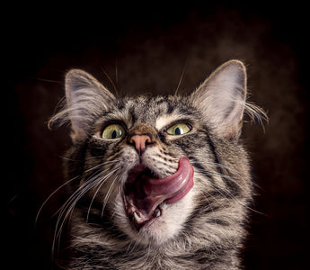 Zahnpflege Katze: Zähne richtig putzen - haustidepoterkost.com