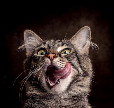 Zahnpflege Katze: Zähne richtig putzen - haustidepoterkost.com
