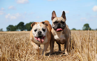 Getreidefreies Futter für Hunde und Katzen beim BARFEN - haustidepoterkost.com
