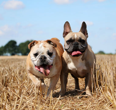 Getreidefreies Futter für Hunde und Katzen beim BARFEN - haustidepoterkost.com