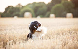 Hunde: Getreide füttern – geht das? - haustidepoterkost.com