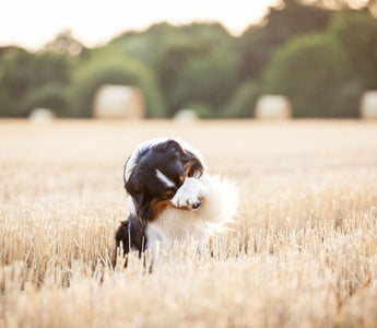 Hunde: Getreide füttern – geht das? - haustidepoterkost.com