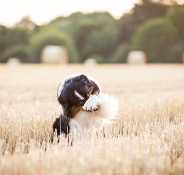 Hunde: Getreide füttern – geht das? - haustidepoterkost.com