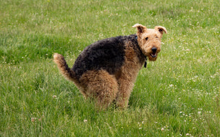 Durchfall: Hund richtig ernähren und begleiten - haustidepoterkost.com
