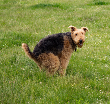 Durchfall: Hund richtig ernähren und begleiten - haustidepoterkost.com