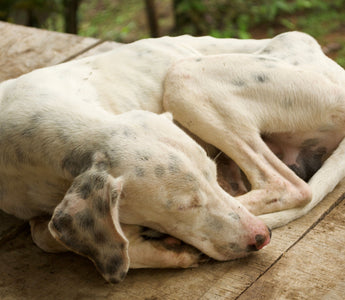 BARFEN für Allergiker: Hunde mit Allergien richtig ernähren - haustidepoterkost.com