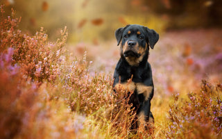 Vitamine für alte Hunde: das braucht Ihr Hund im Alter - haustidepoterkost.com