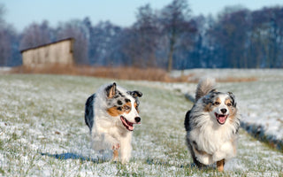 Winterurlaub mit Hund - haustidepoterkost.com