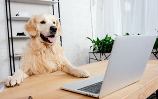 Ein Hund im Büro? Ihre Vorteile! - haustidepoterkost.com