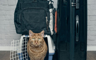 Katzen im Urlaub zuhause lassen: Tipps & Tricks - haustidepoterkost.com