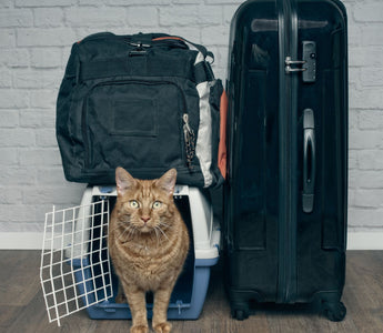 Katzen im Urlaub zuhause lassen: Tipps & Tricks - haustidepoterkost.com