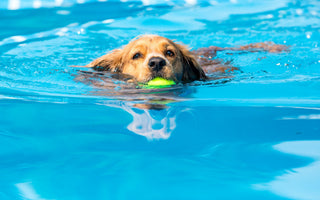 Hund: wasserscheu oder Wasserratte? - haustidepoterkost.com