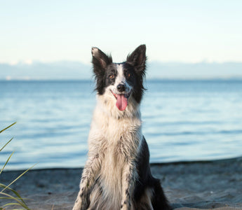 Am Strand mit Hund: das braucht der Hund - haustidepoterkost.com