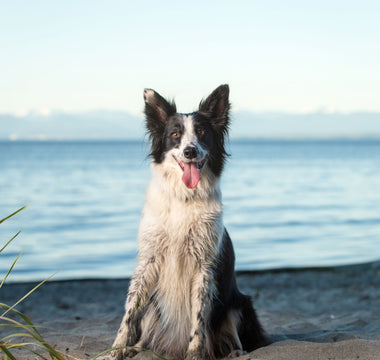 Am Strand mit Hund: das braucht der Hund - haustidepoterkost.com