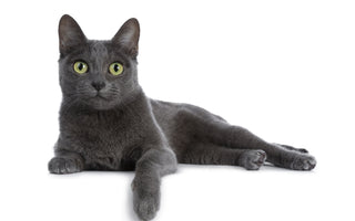 Katze kastrieren lassen: Vorteile & Ablauf - haustidepoterkost.com