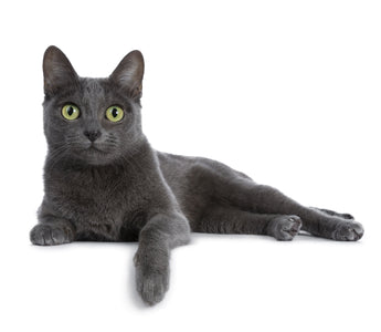 Katze kastrieren lassen: Vorteile & Ablauf - haustidepoterkost.com