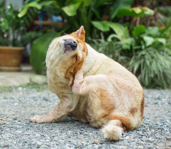 Hund kastrieren lassen: Was passiert bei der Kastration? - haustidepoterkost.com