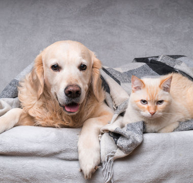 Hundepubertät: den Hund durch die Pubertät begleiten - haustidepoterkost.com