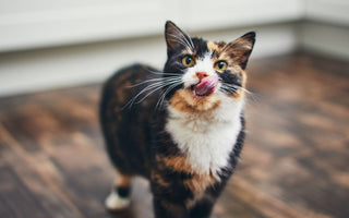 Katze im Sommer: Die richtige Trinkmenge - haustidepoterkost.com