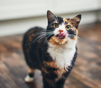 Katze im Sommer: Die richtige Trinkmenge - haustidepoterkost.com