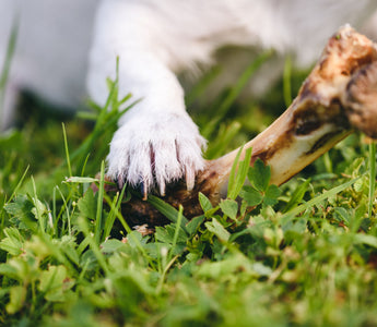 Calciummangel beim Hund: Ratgeber - haustidepoterkost.com