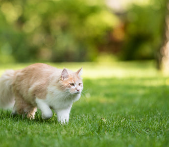 Hitzschlag: Katze vor hohen Temperaturen schützen - haustidepoterkost.com
