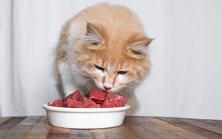 Katze ist mäkelig beim Fressen von BARF - haustidepoterkost.com