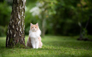 Weltkatzentag: Internationaler Tag der Katze - haustidepoterkost.com