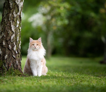 Weltkatzentag: Internationaler Tag der Katze - haustidepoterkost.com