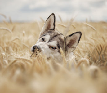 Was tun gegen Grannen beim Hund? Tipps für den Sommer - haustidepoterkost.com
