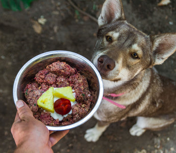 Wie der Hund frisst, statt mäkelig dreinzuschauen - haustidepoterkost.com