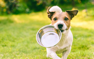 Hund richtig BARFEN – so geht’s - haustidepoterkost.com
